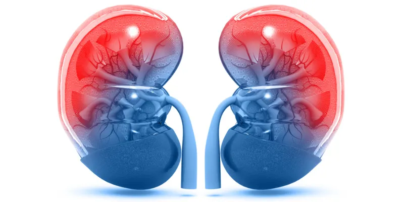 Kidneys 1000x500.png