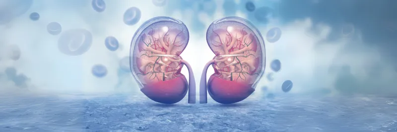 Kidneys